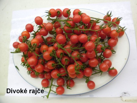 Divoké rajče červené